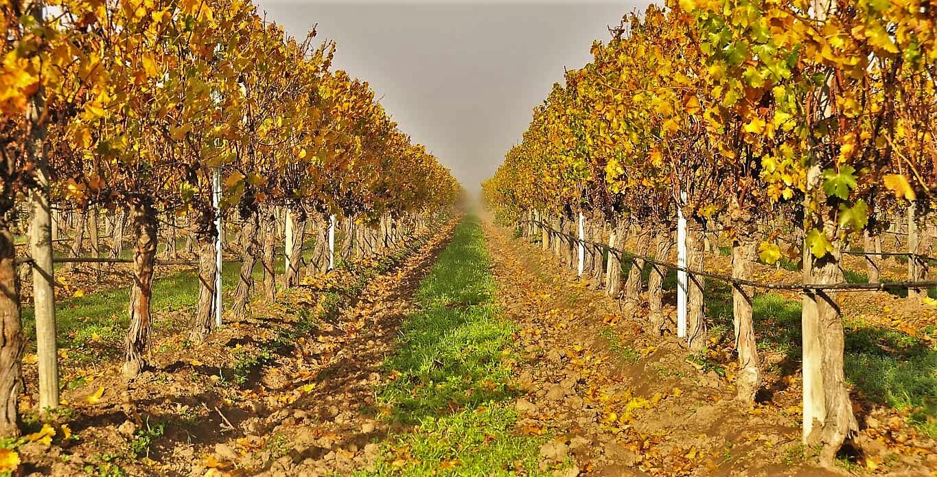 Vinícola Concha y Toro 